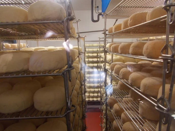 Ah, Look at all the baby Red Hawk Cheeses Photo of room where they store Red Hawk Cheese