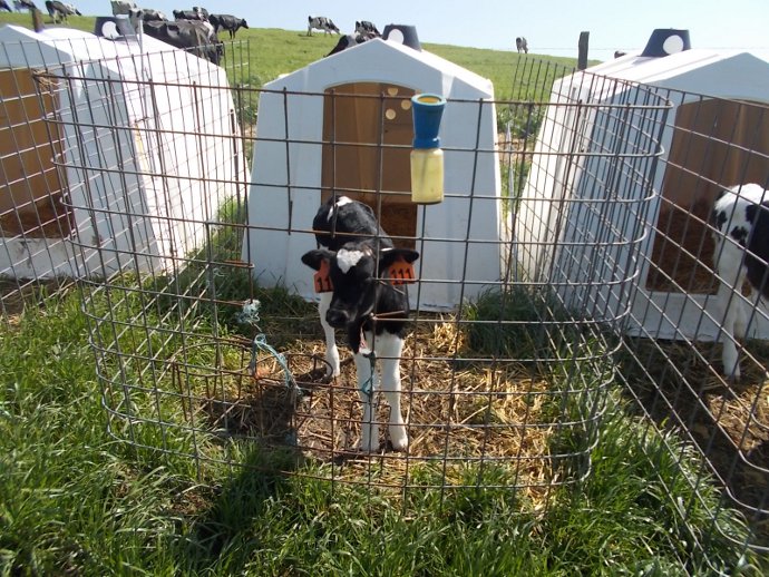Happy Baby Cows get their own condos in California Photo of calf at Point Reyes Farmstead