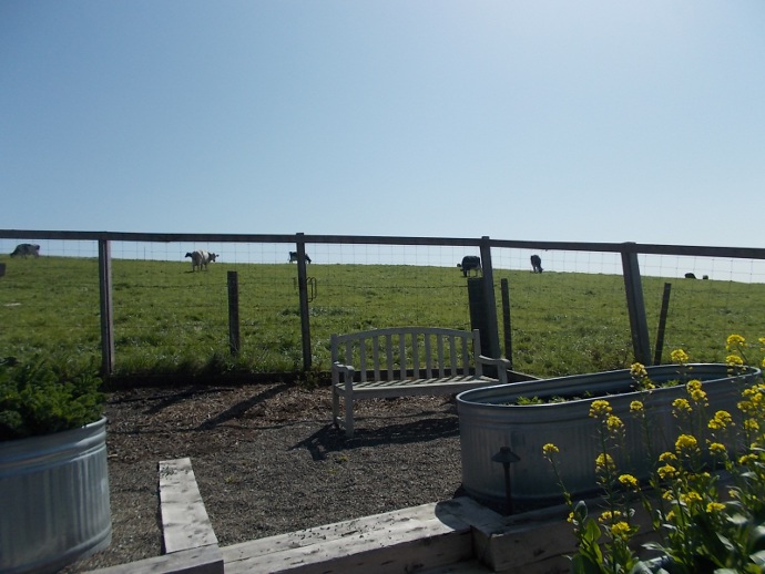 Happy Cows come from California Photo of cows at Point Reyes Farmstead